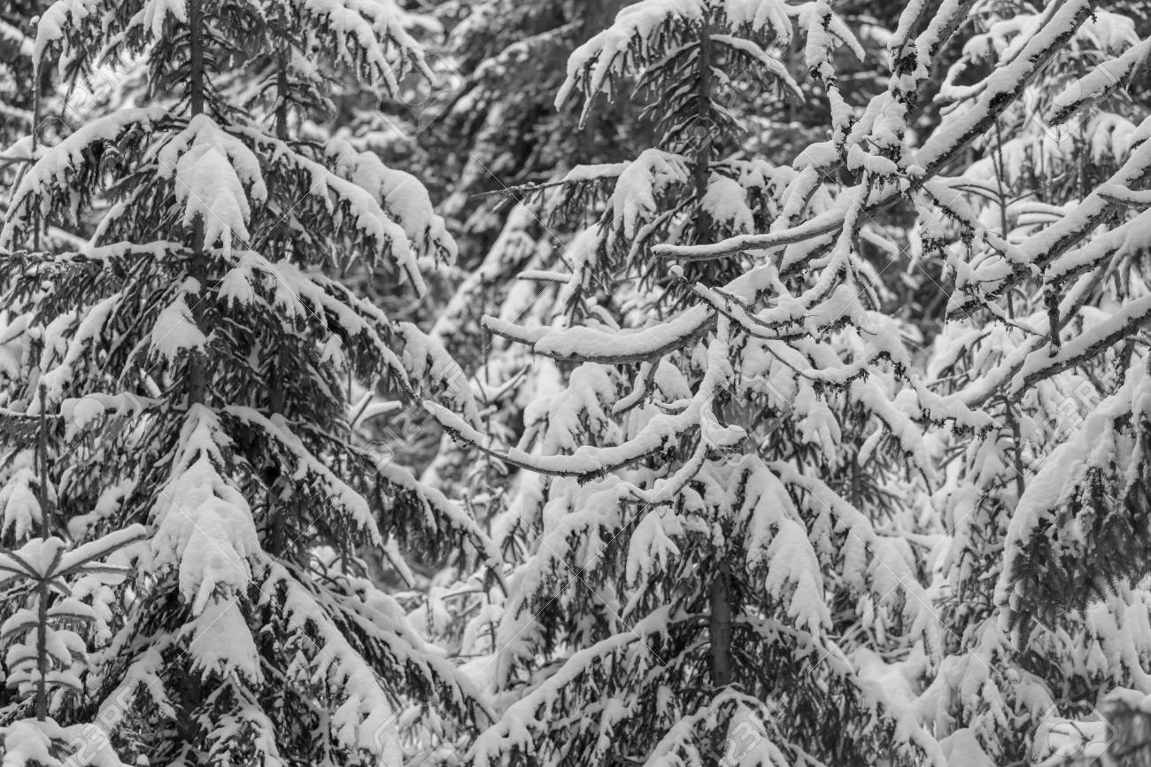 冬の絵のような雪に覆われた森 の写真素材 画像素材 Image