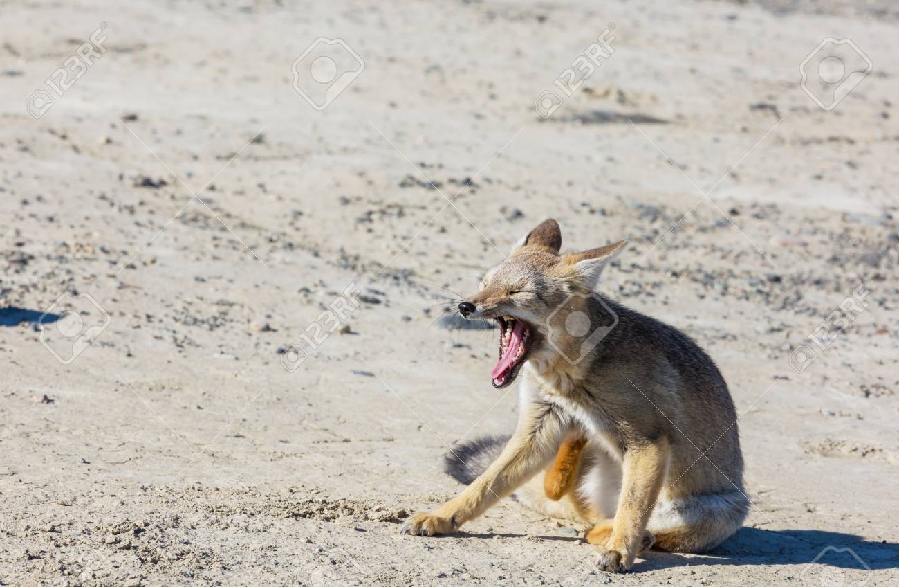 south american fox like dog
