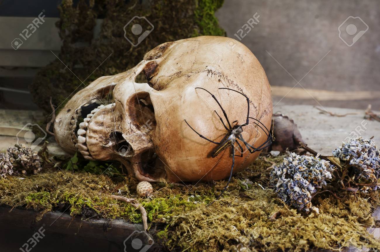 etiam-dictum-ipsum-a-felis