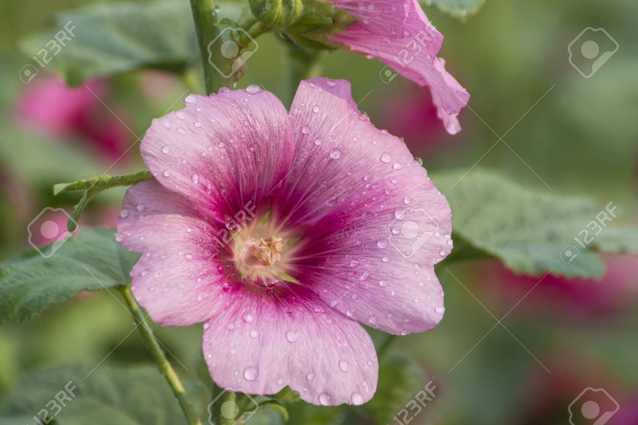 Fleur De Rose Trémière