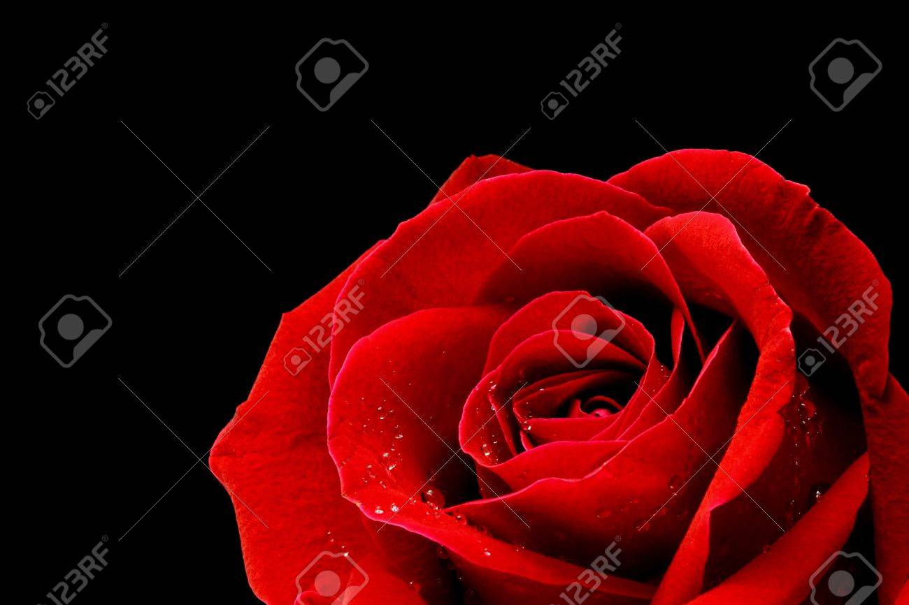 Red rose closeup on back background wallpaper - 17792680 Red rose closeup on back background wallpaper - 17792680