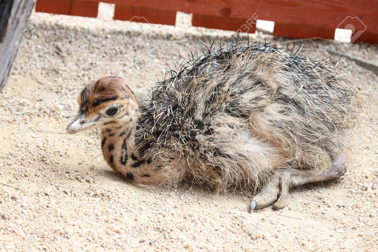 Small Cute Baby Ostrich Stock Photo Picture And Royalty Free Image
