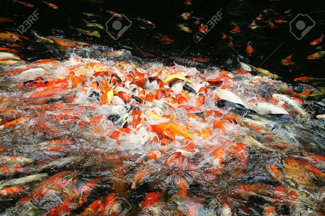koi fish for eating