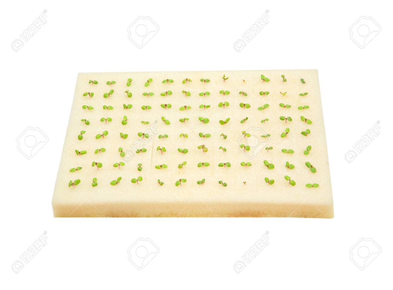 スポンジを植えることの水耕野菜スプラウト の写真素材 画像素材 Image