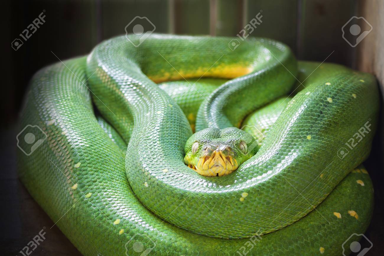 グリーンツリーパイソン モレリアビリディス の写真素材 画像素材 Image