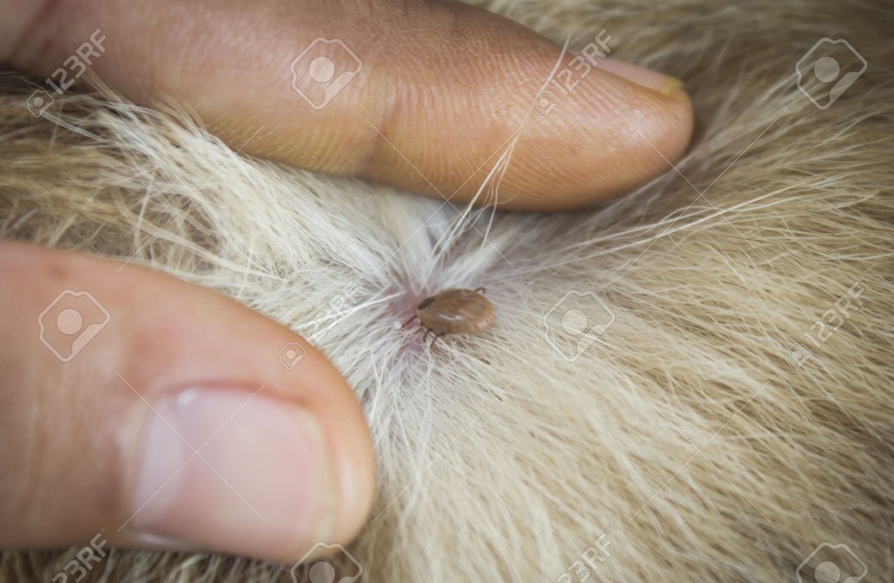 Dog Fleas Stock Photos Royalty Free Business Images