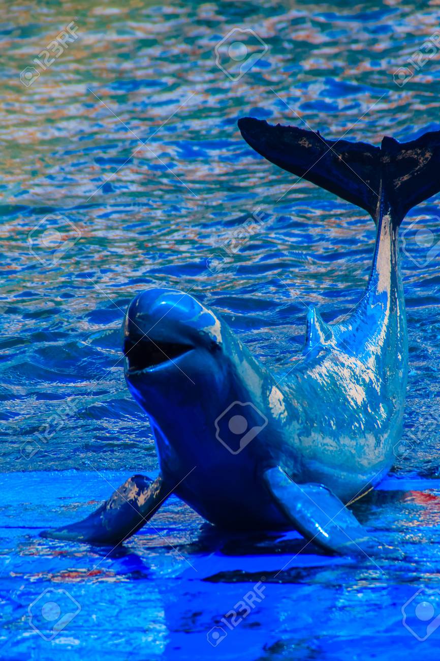 El Delfin Lindo De Irrawaddy Orcaella Brevirostris Esta Flotando En El Agua Y Salta A Bailar En El Tablero En Los Espectaculos Del Delfin Fotos Retratos Imagenes Y Fotografia De Archivo Libres