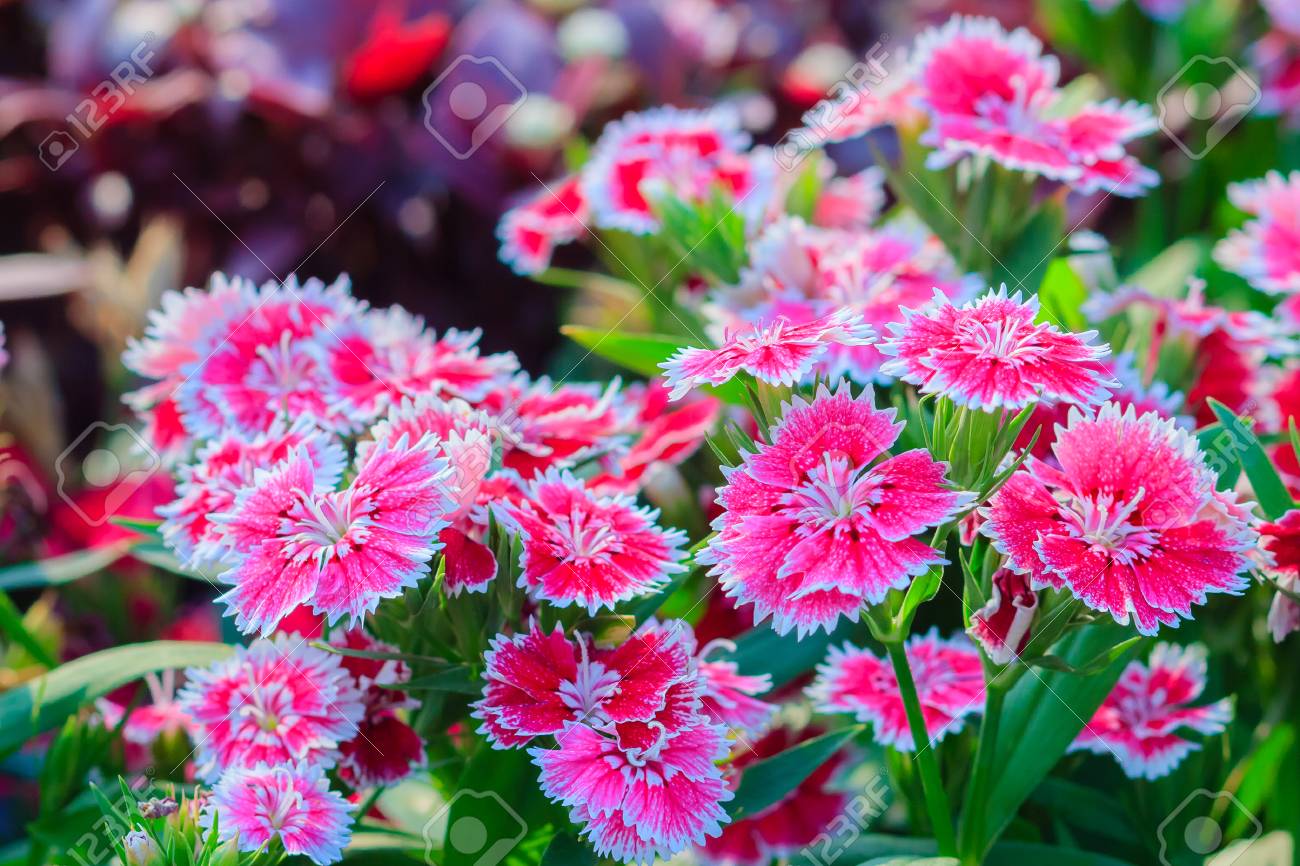 Beau Fond De Feu De Neige En Fleurs Poupée Chinoise Chine Fleur Rose Fleurs De Dianthus Roses Dianthus Chinensis Ou Fleur Rose Arc En Ciel Dans