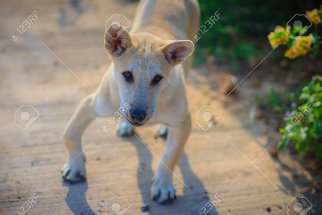 Stock P O White Disabled Dog That Stand On Concrete Floor In The Morning And Barking To The Stranger Single Disabled Dog And His Shadow On The Floor In Stock P O White Disabled Dog That Stand On Concrete Floor In The Morning And Barking To The Stranger Single Disabled Dog And His Shadow On The Floor In
