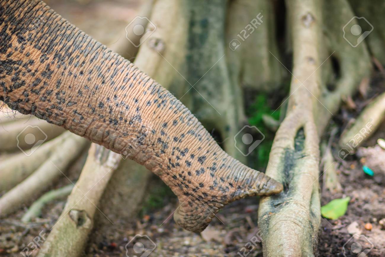 Albino Elefant Nase Schnuffelt Herum Und Sucht Nach Nahrung Auf Staubigem Bodenwurzelbaum Lizenzfreie Fotos Bilder Und Stock Fotografie Image