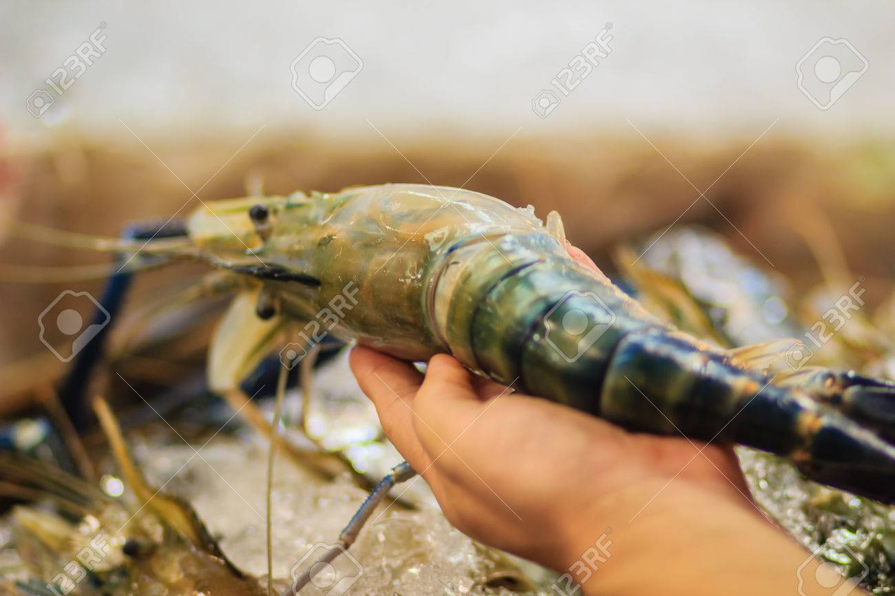 extra large size of giant malaysian prawn macrobrachium rosenbergii prawn size