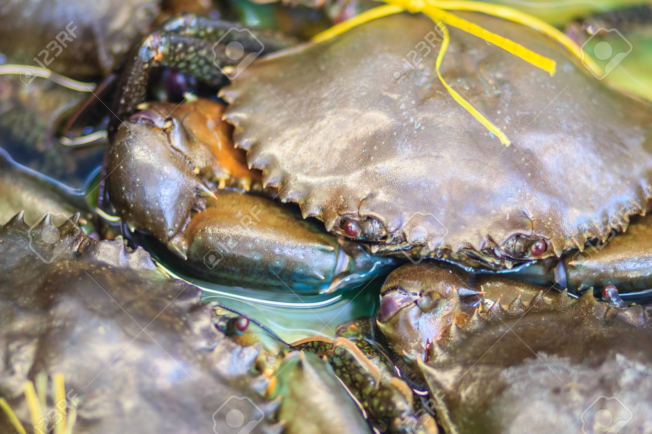 ソフトは 魚介類の市場で販売のための鋸歯状の泥蟹 マングローブ蟹 黒蟹 を砲撃しました ソフトシェル クラブは 最近彼らの古い外骨格を脱皮した まだ柔らかいカニ料理用語です の写真素材 画像素材 Image ソフトは 魚介類の市場で販売のための鋸歯状の泥蟹 マングローブ蟹 黒蟹 を砲撃しました ソフトシェル クラブは 最近彼らの古い外骨格を脱皮した まだ柔らかいカニ料理用語です の写真素材 画像素材 Image