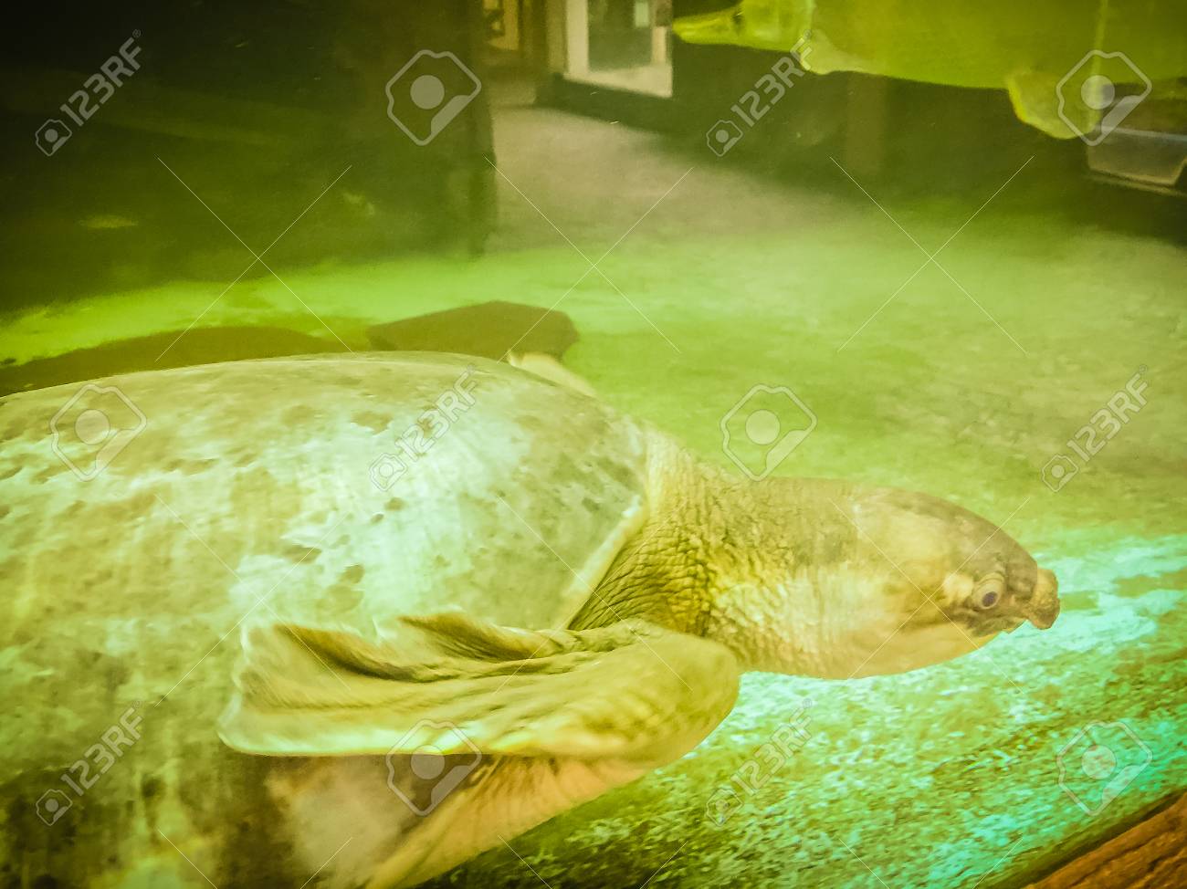 長い首のタートル 亀蛇首 はガラスの池に泳いでいます の写真素材 画像素材 Image