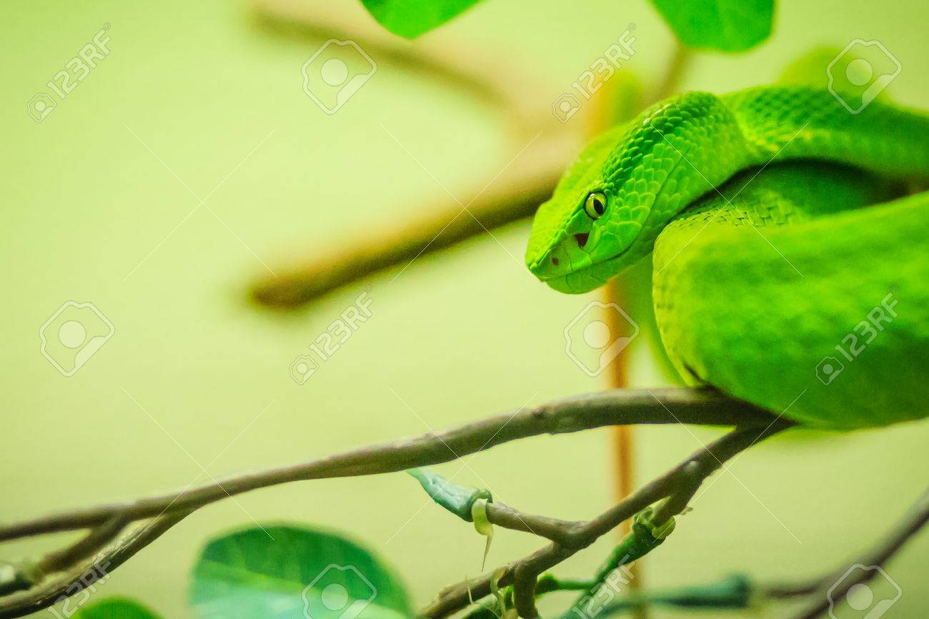 Trimeresurus Trigonocephalus The Sri Lankan Pit Viper Ceylon Stock Photo Picture And Royalty Free Image Image 85497335