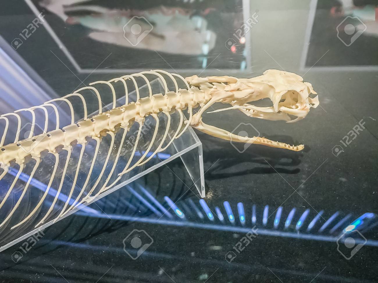 Immagini Stock Scheletro Di Serpente Del Re Cobra Ophiophagus Hannah Il Serpente Velenoso Piu Lungo Del Mondo Image 85475219