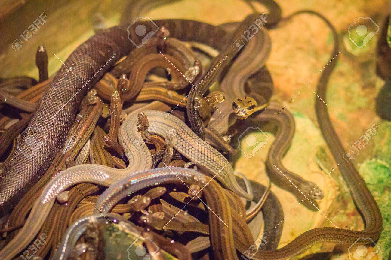 group of water snakes homalopsidae and their common name are