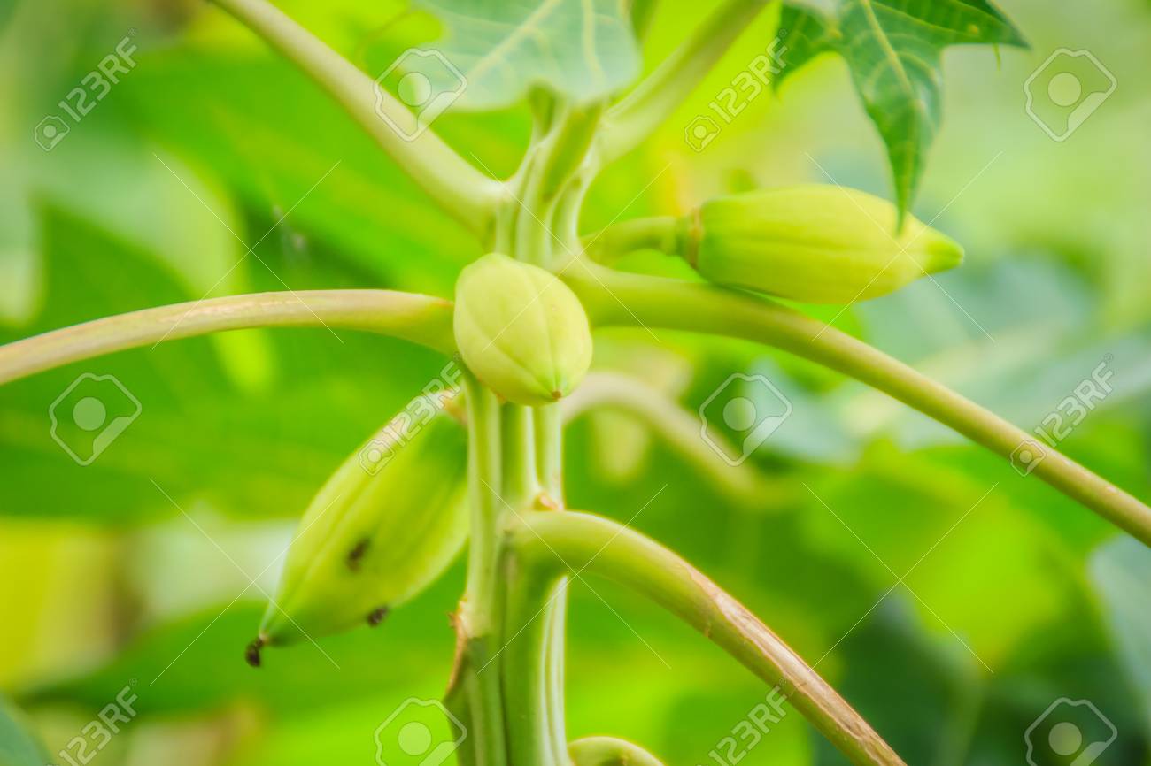 Papaya Enana Debido A La Falta De Fertilizante Y Enfermedad. Plantación De Papaya Y Concepto De Baja Productividad. Fotos, Retratos, Imágenes Y Fotografía De Archivo Libres De Derecho. Image 86567182.