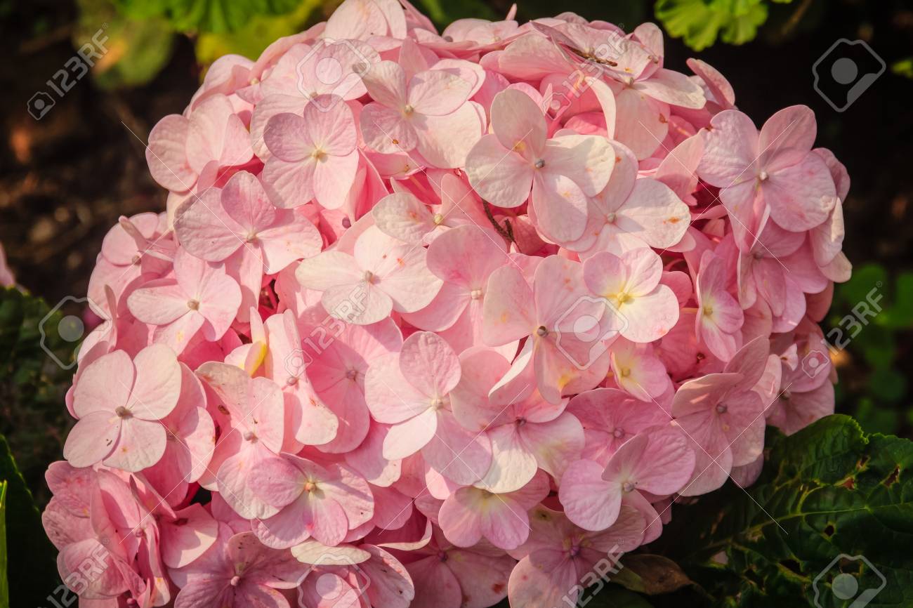 美しいピンクのアジサイマクロフィラの花の背景 一般的な名前は ビッグリーフ フランス語 レースキャップ モップヘッドアジサイ ペニーマックとホルテンシアが含まれます の写真素材 画像素材 Image 美しいピンクのアジサイマクロフィラの花の背景 一般的な名前は ビッグリーフ フランス語 レースキャップ モップヘッドアジサイ ペニーマックとホルテンシアが含まれます の写真素材 画像素材 Image
