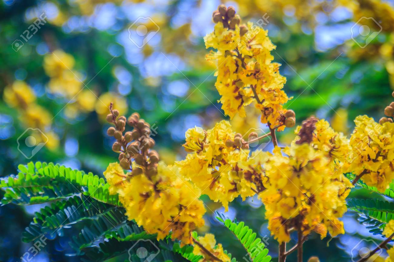 Peltophorum pterocarpum Golden Yellow Flamboyant 10/_Seeds Copperpod
