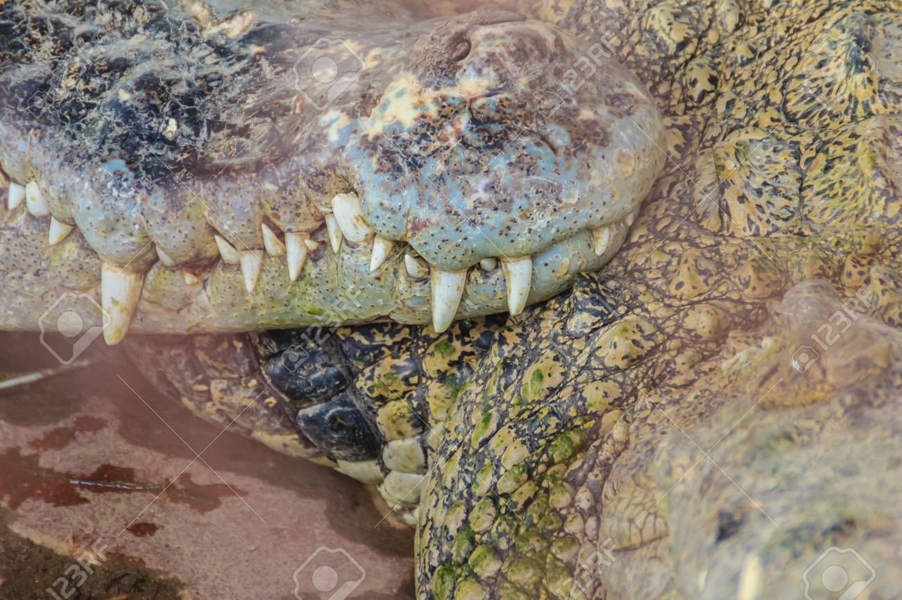 特大！ワニの牙☆歯