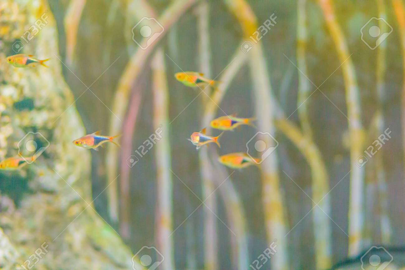 かわいいカーディナルテトラ魚 パラチェイロドンアクシロディ チャラシンファミリーの淡水魚 南米のオリノコ川と黒人川に生息しています の写真素材 画像素材 Image