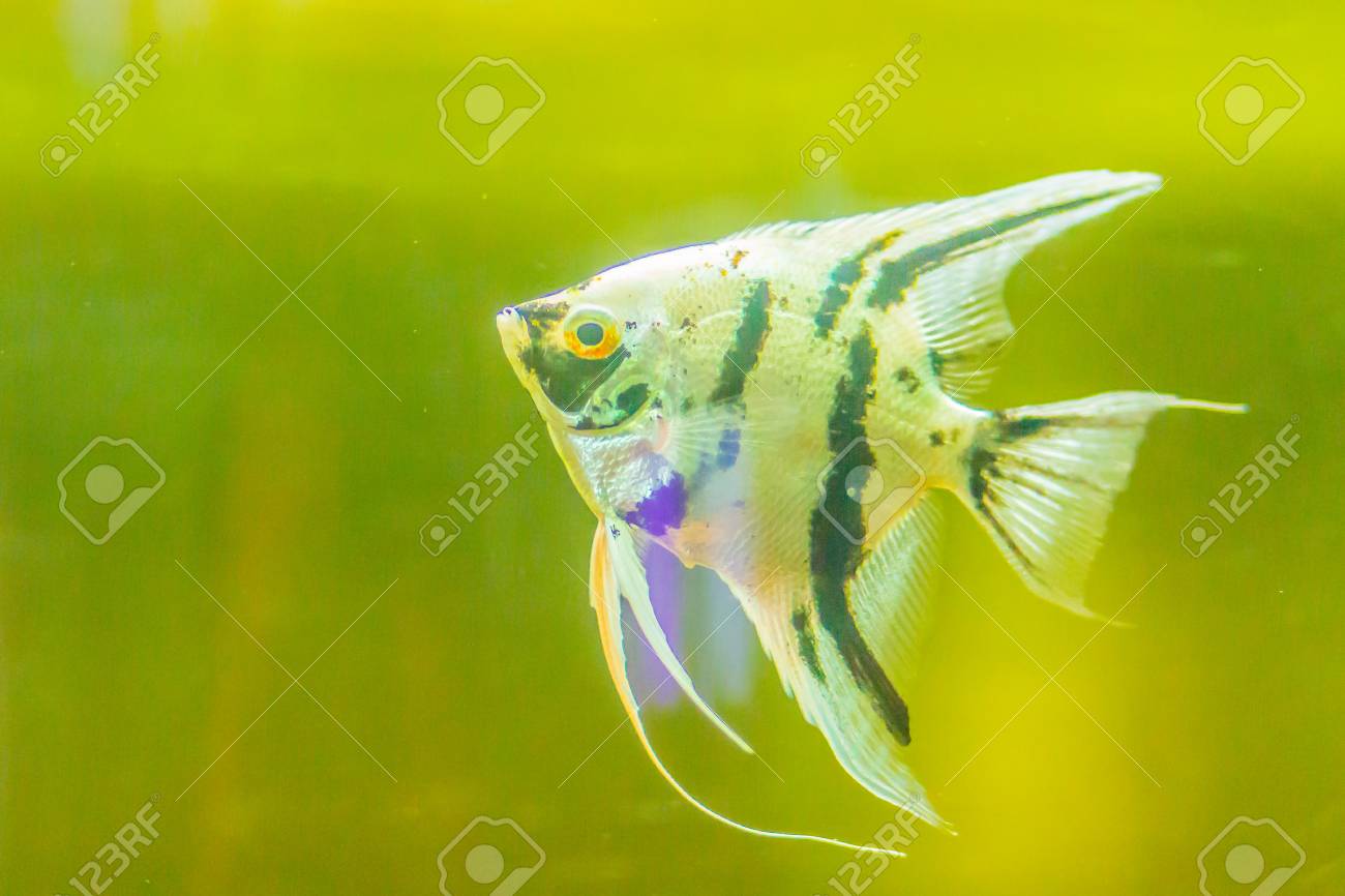 かわいいエンジェルフィッシュ プテロフィルム 魚は アンジェルフィッシュとしてほとんどの水族館に知られている家族cichlidaeからの淡水魚の小さな属 の写真素材 画像素材 Image 9187
