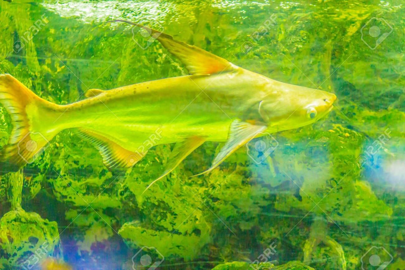 freshwater shark catfish