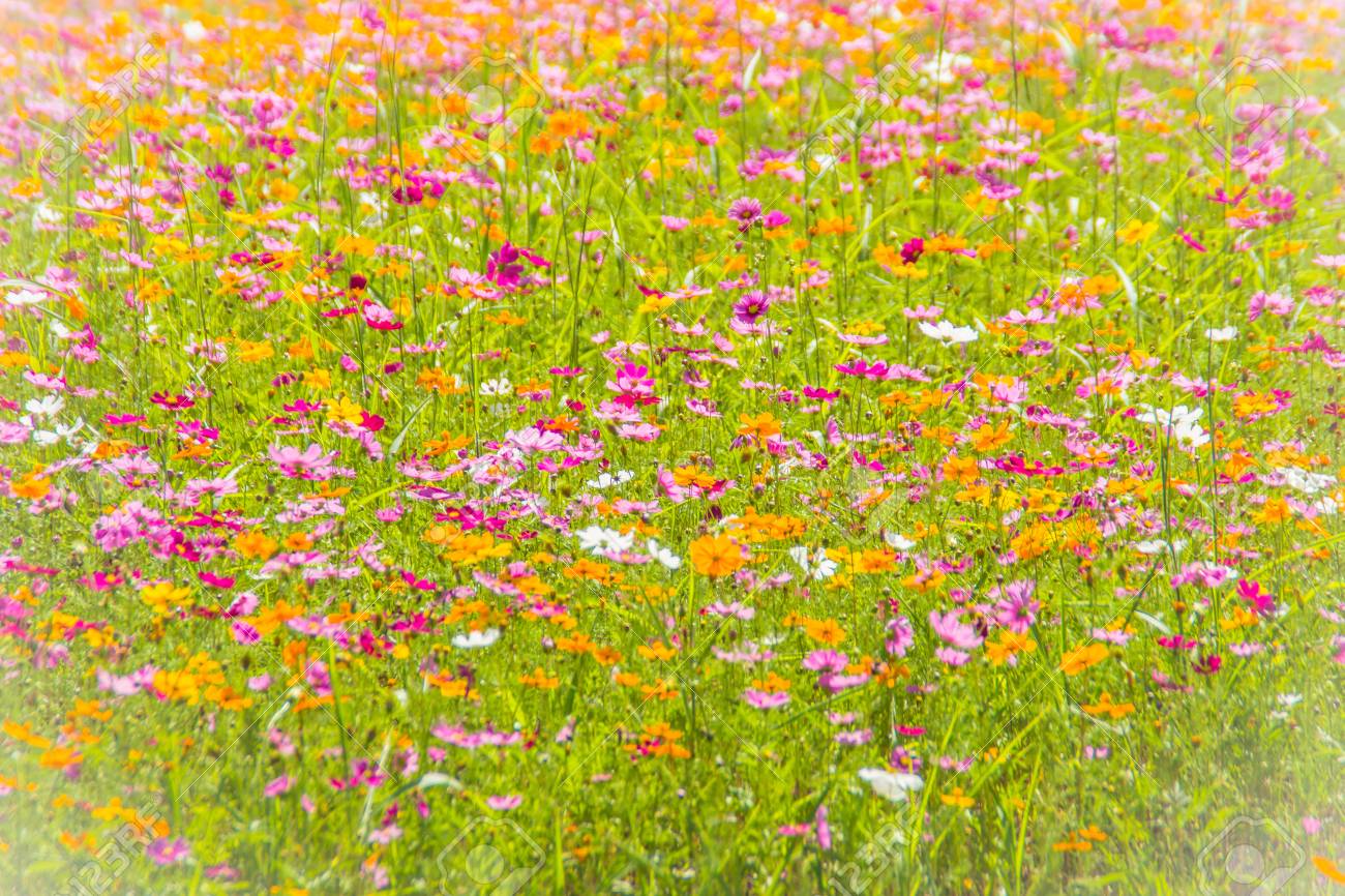 晴れた日のフィールドでコスモスの花のカラフルな背景 野原に咲く夏と春の花 の写真素材 画像素材 Image 晴れた日のフィールドでコスモスの花のカラフルな背景 野原に咲く夏と春の花 の写真素材 画像素材 Image