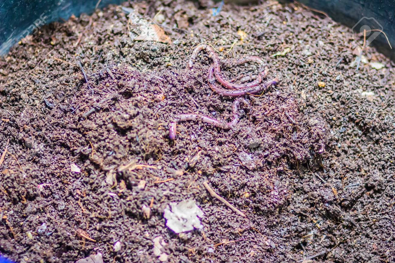 Earthworm Farm Is Turning The Organic Kitchen Waste Into Nutrient