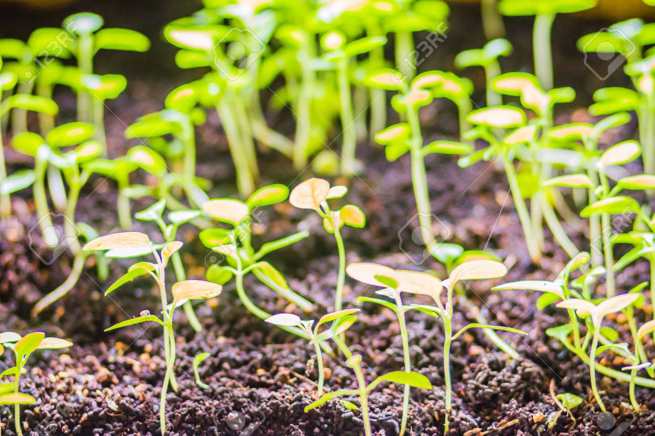 young green eggplant seedlings growing in the black plastic pots