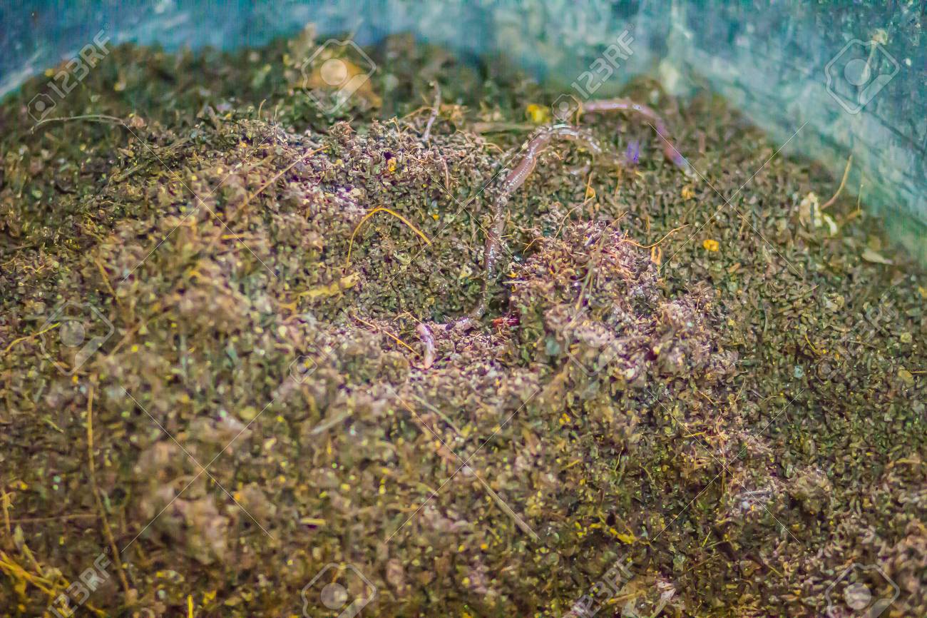 Earthworm Farm Is Turning The Organic Kitchen Waste Into Nutrient