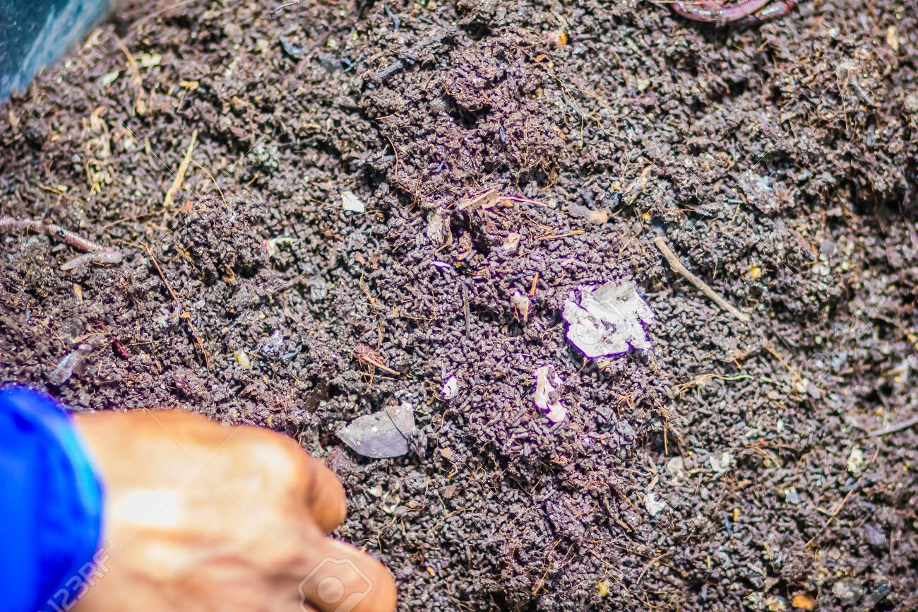 Earthworm Farm Is Turning The Organic Kitchen Waste Into Nutrient