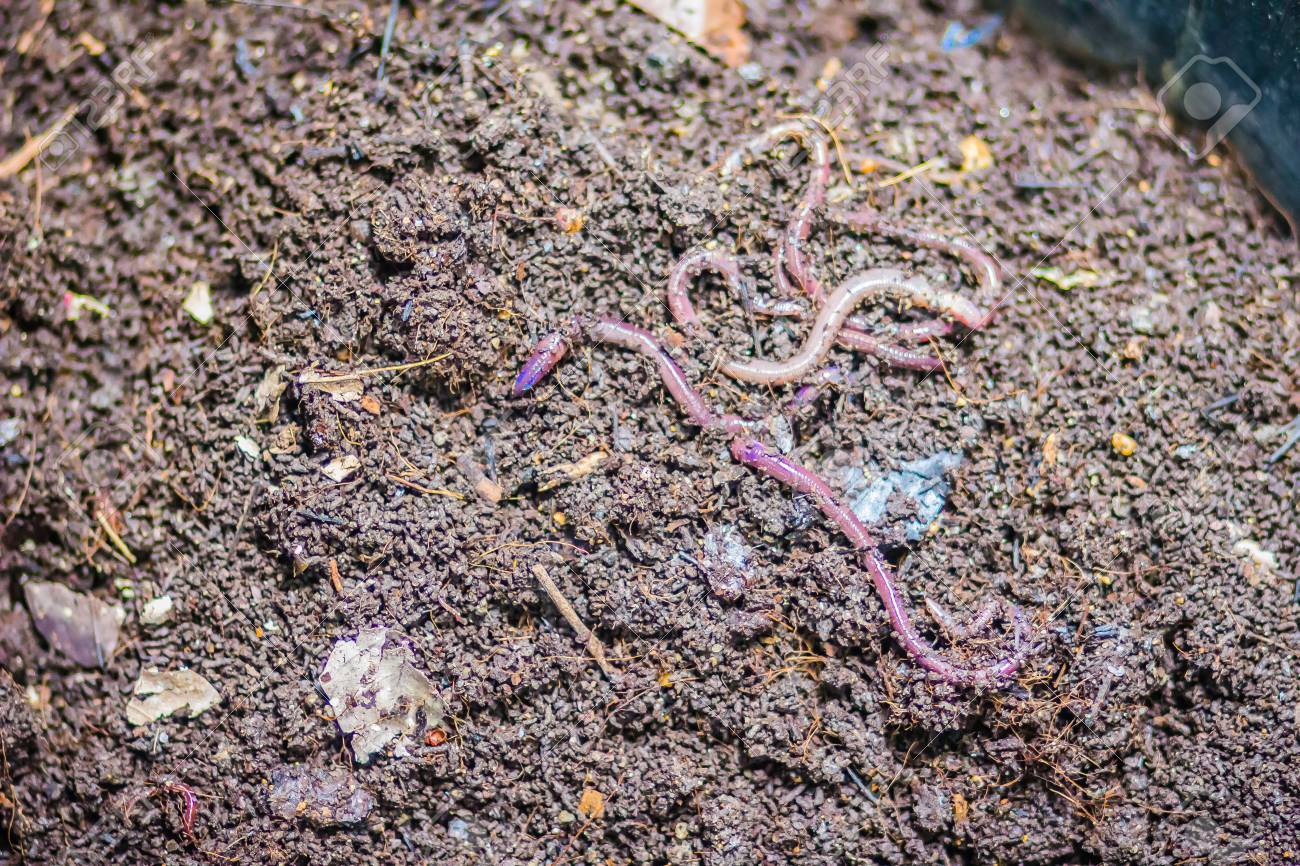 Earthworm Farm Is Turning The Organic Kitchen Waste Into Nutrient