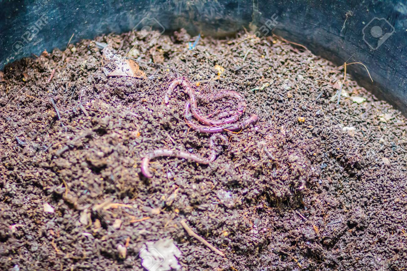 Earthworm Farm Is Turning The Organic Kitchen Waste Into Nutrient