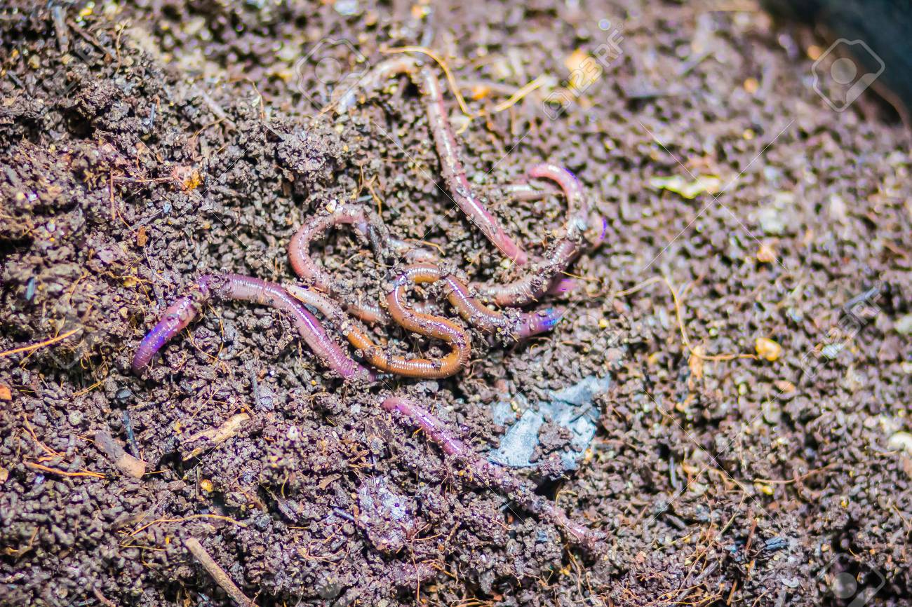 Earthworm Farm Is Turning The Organic Kitchen Waste Into Nutrient