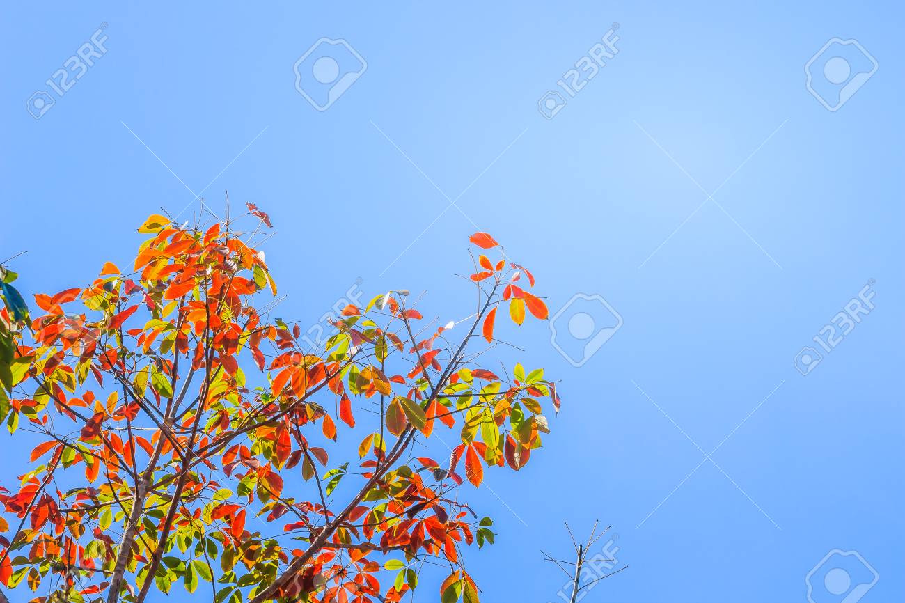 Red Leaves And Yellow Young Bud Of Silk Cotton Tree Flower Cochlospermum Religiosum With Blue Sky Background And Copy Space For Text Cochlospermum Religiosum Is Also Known As Buttercup Tree Stock Photo Picture