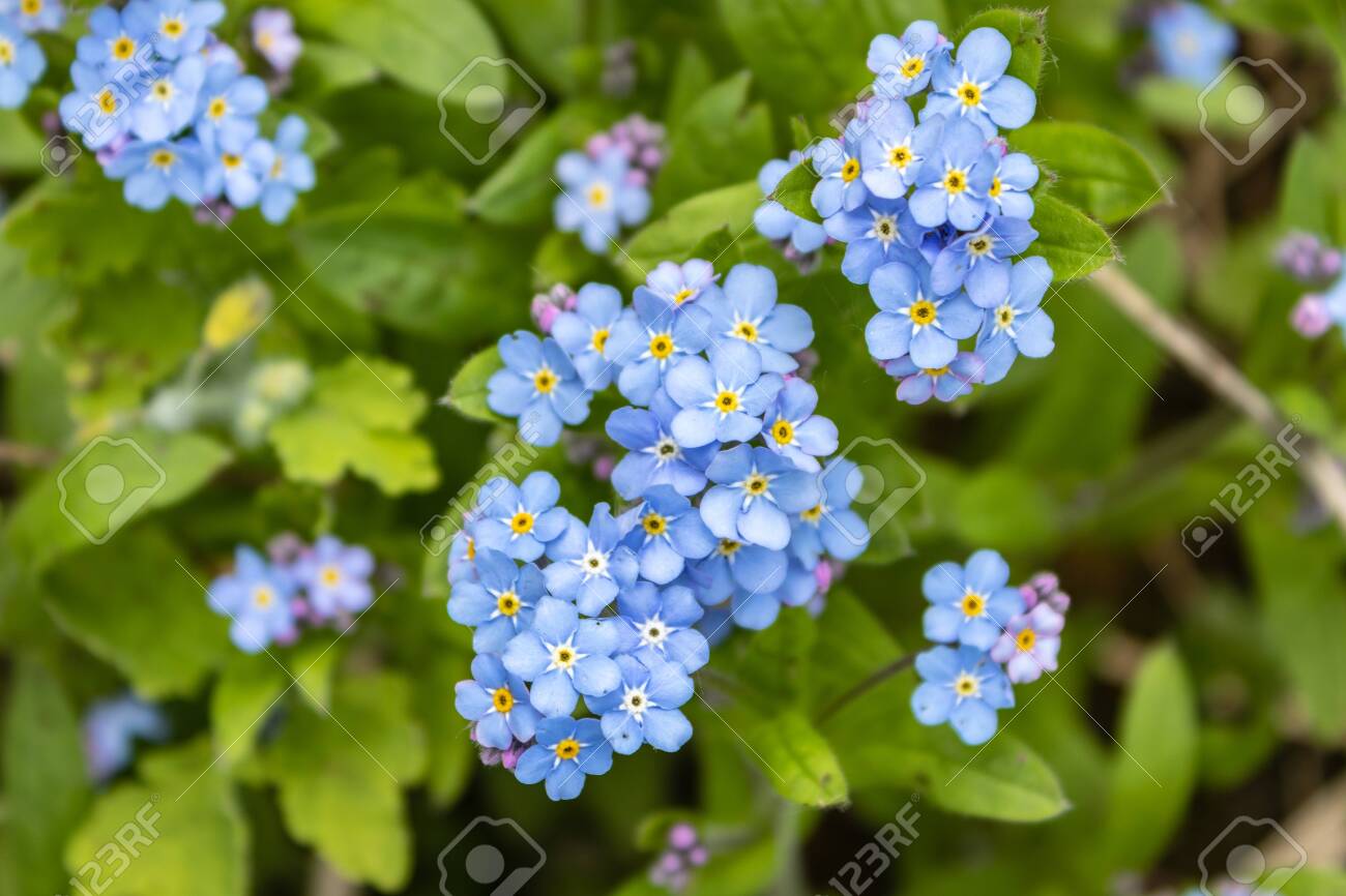 Blue Forget Me Nots Myosotis Sylvatica A Grass Of A Scorpion Stock Photo Picture And Royalty Free Image Image 123936917