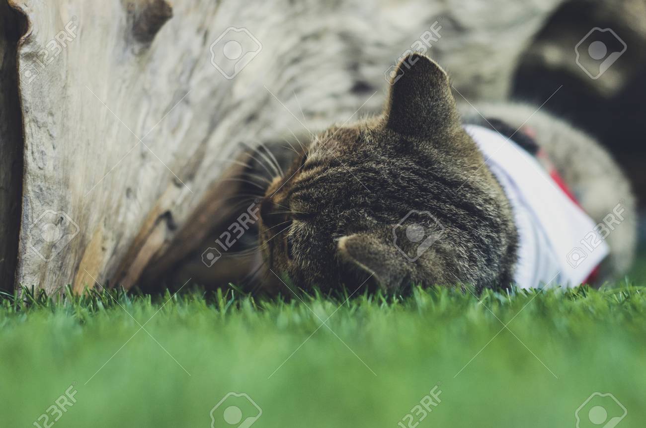 etiam-dictum-ipsum-a-felis