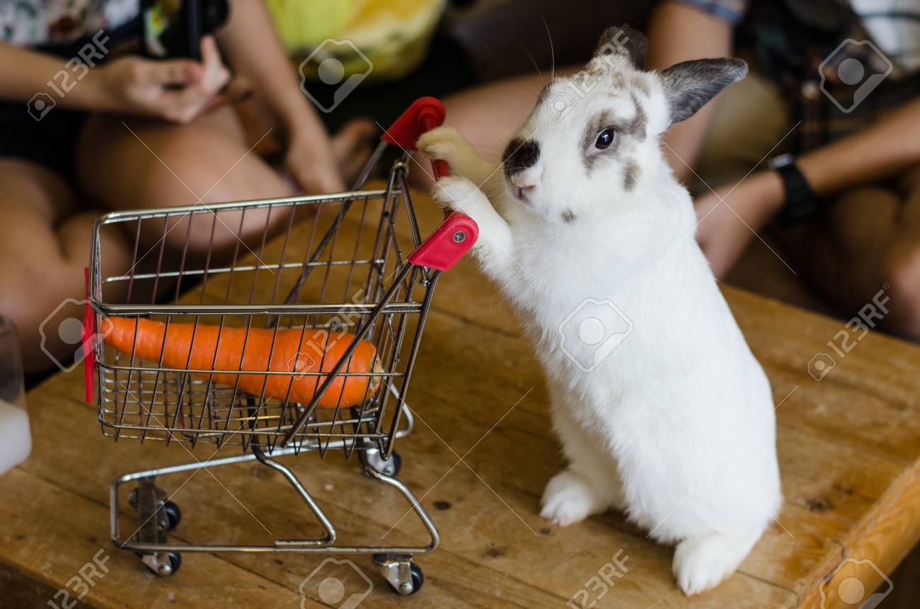 shopping rabbit