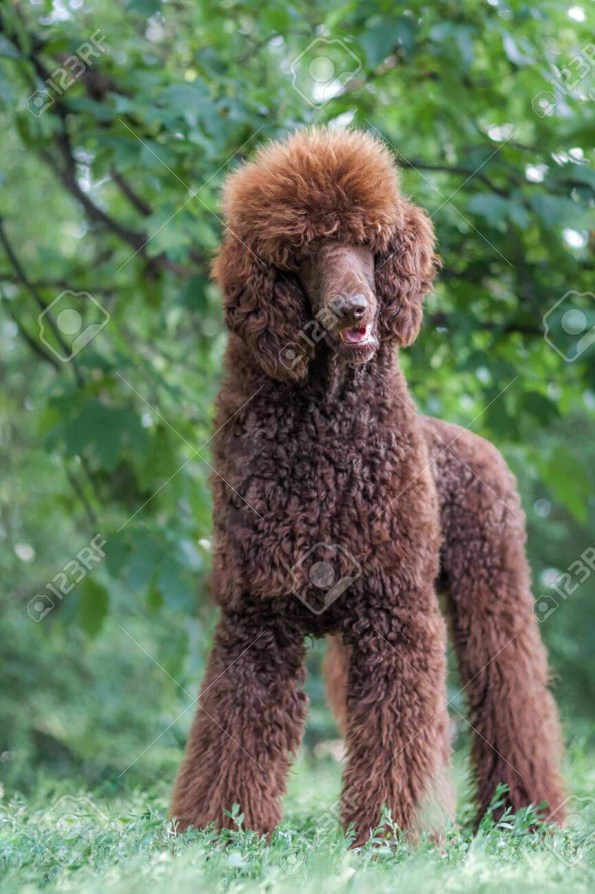 chocolate poodle
