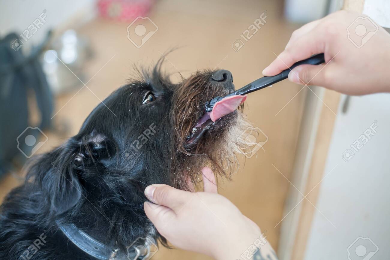 schnauzer brush