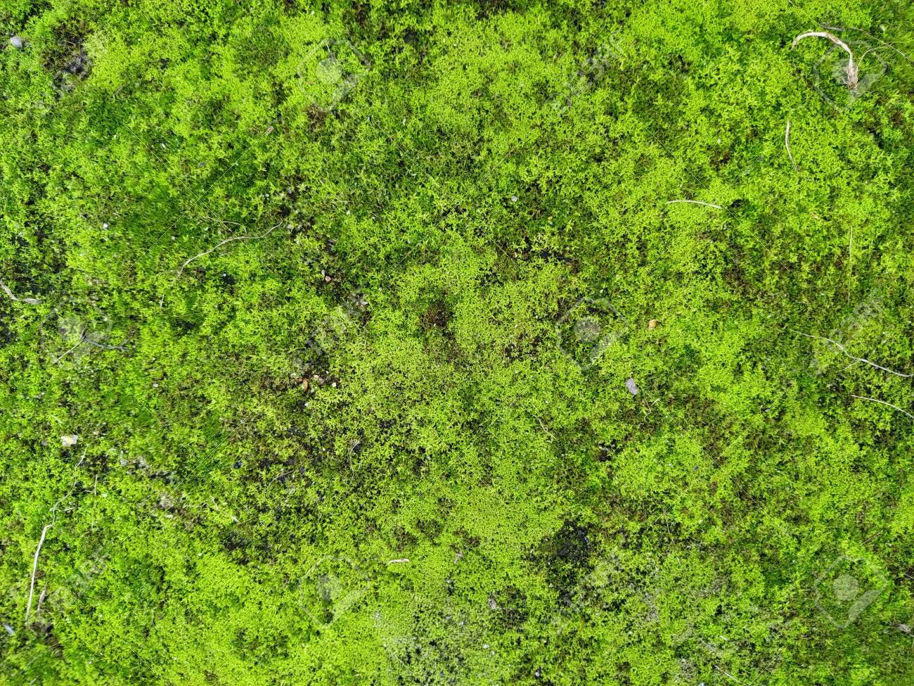 Moss Texture Moss Background Green Moss On Grunge Texture Background Stock Photo Picture And Royalty Free Image Image 152095313