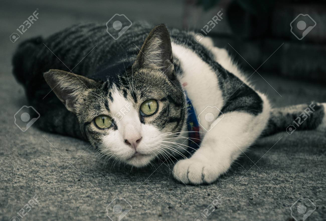 etiam-dictum-ipsum-a-felis