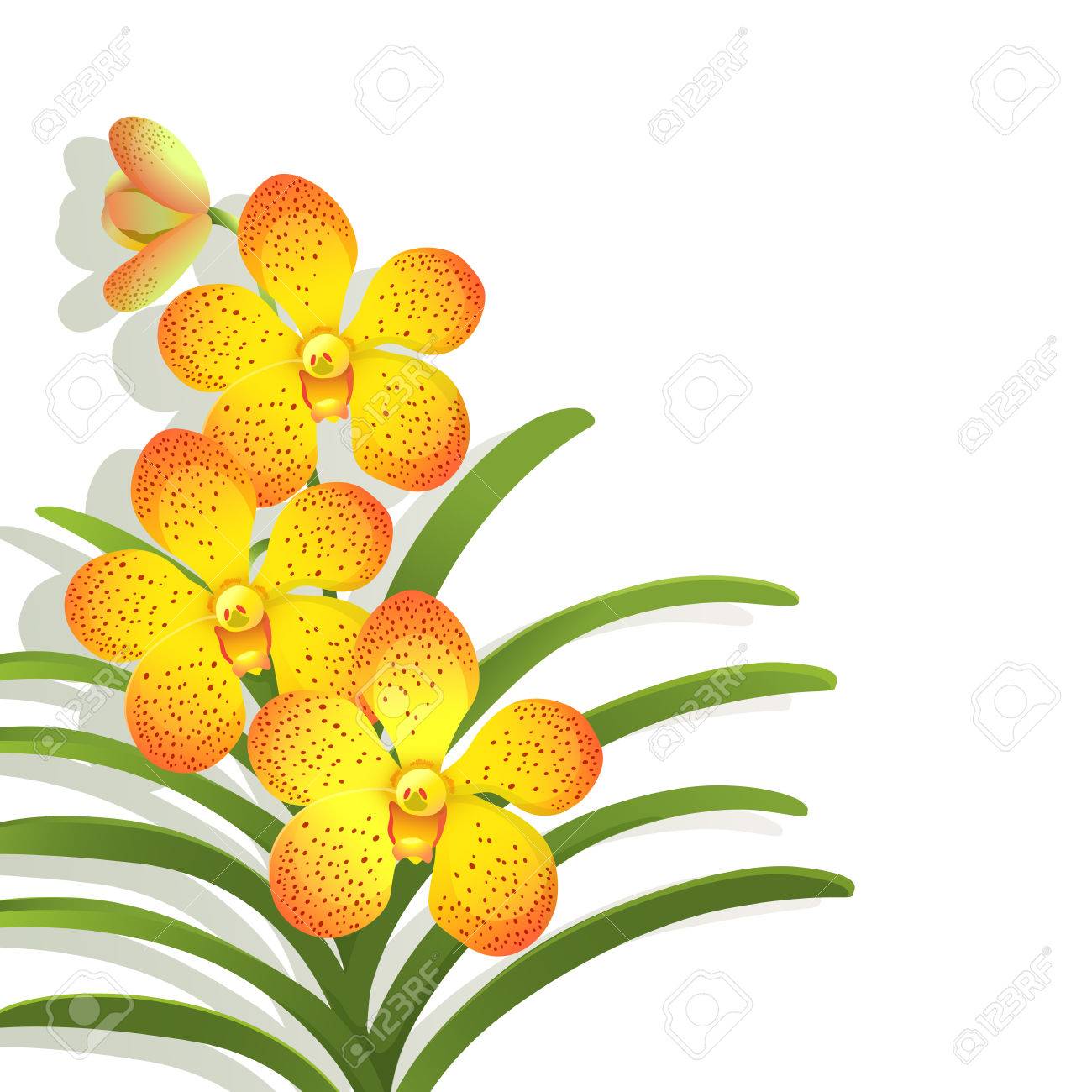 バンダ蘭の白い背景の上の黄色します のイラスト素材 ベクタ Image 39895577