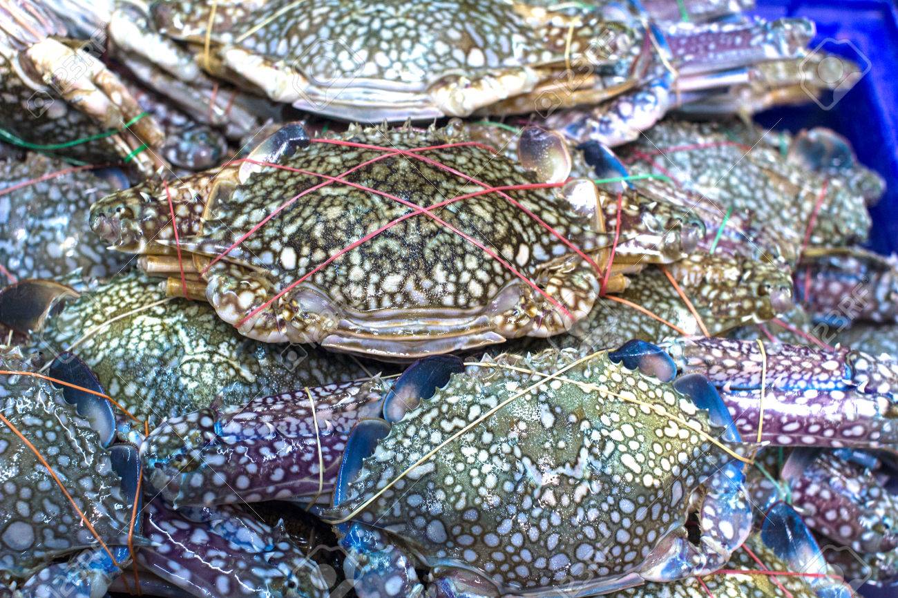 花蟹 青蟹 ブルースイマー カニ 馬カニ販売のため の写真素材 画像素材 Image