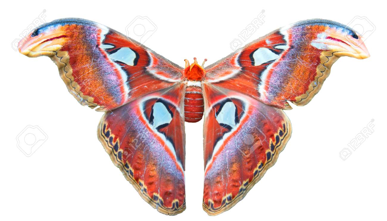 LAST個体】ピカソモスタナバタユタカヤガ蛾ルナモスミズアオ