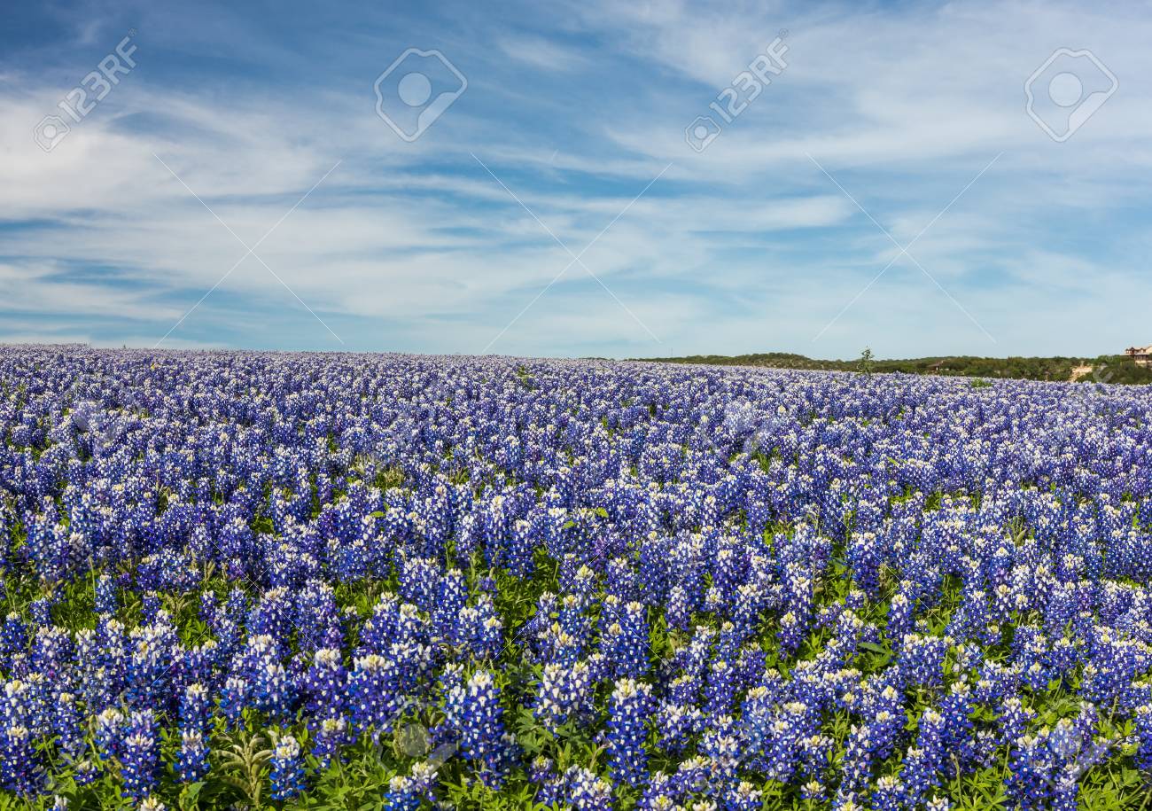 Blue Skies Of Texas >> Texas Bluebonnet Filed And Blue Sky Background In Muleshoe Bend Blue Skies Of Texas >> Texas Bluebonnet Filed And Blue Sky Background In Muleshoe Bend