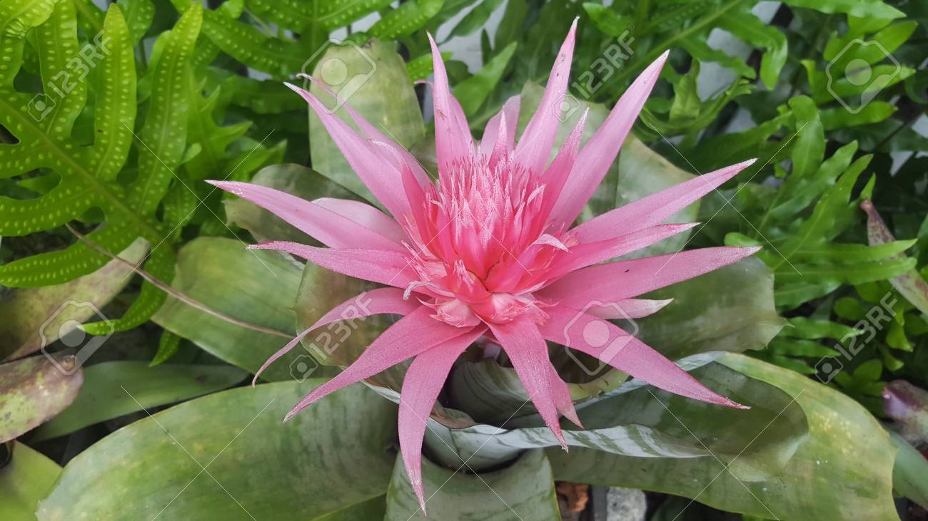 Le Rose De La Plante Dans Le Jardin Ces Plantes Ressemblent à Des Fleurs Qui Fleurissent Cet Arbre Appelé Aechmea Fasciata