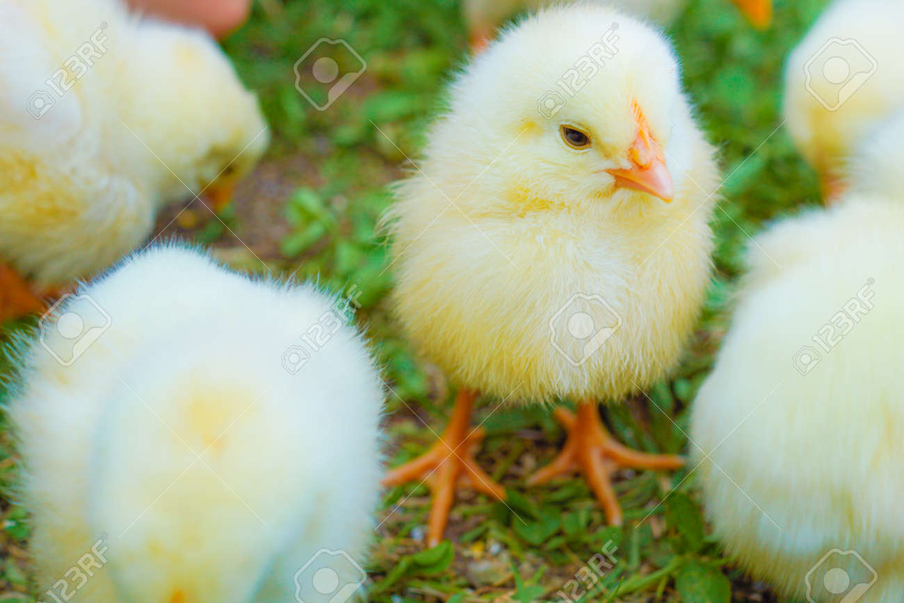 Lots Of Chicks