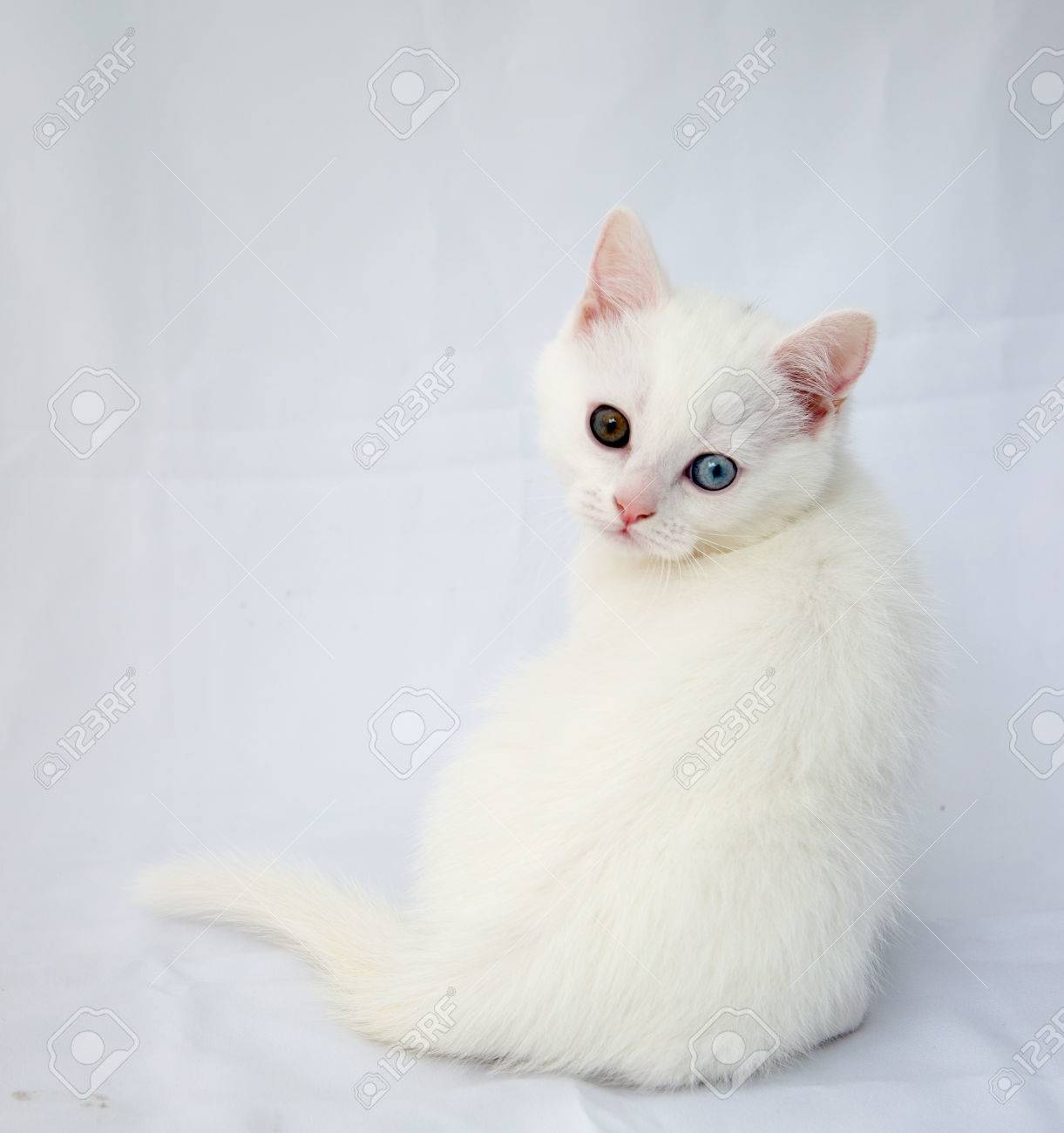 Chat Blanc Avec La Couleur Differente D Oeil Banque D Images Et Photos Libres De Droits Image